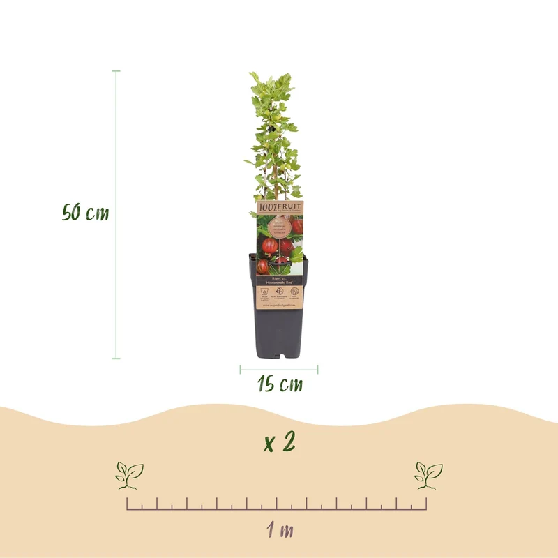 Ribes uva-crispa 'Hinnonmäki Röd' – Rote Stachelbeere | 2 Pflanzen | Topf 15 cm