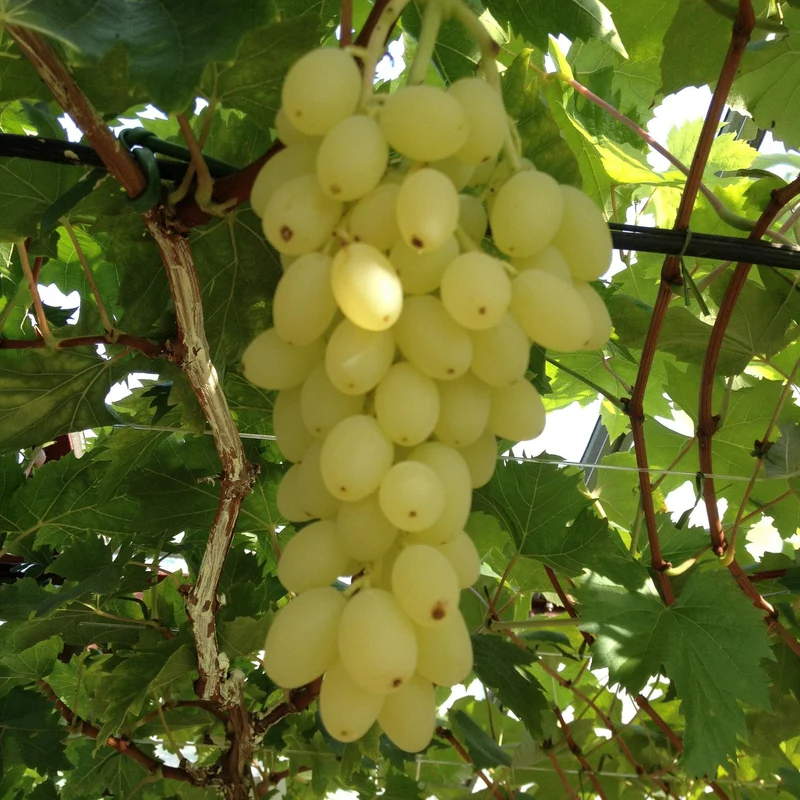 Vitis vinifera 'Lakemont' – Weintraube kernlos | 2 Pflanzen | Topf 15 cm