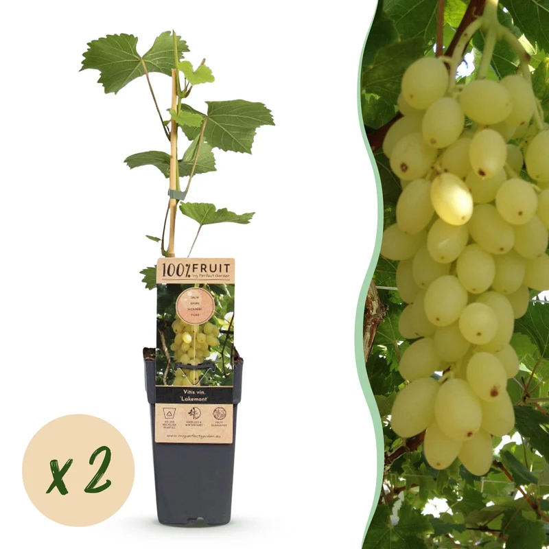 Vitis vinifera 'Lakemont' – Weintraube kernlos | 2 Pflanzen | Topf 15 cm