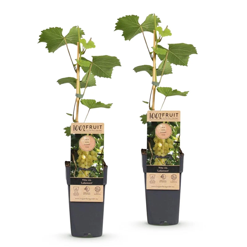 Vitis vinifera 'Lakemont' – Weintraube kernlos | 2 Pflanzen | Topf 15 cm