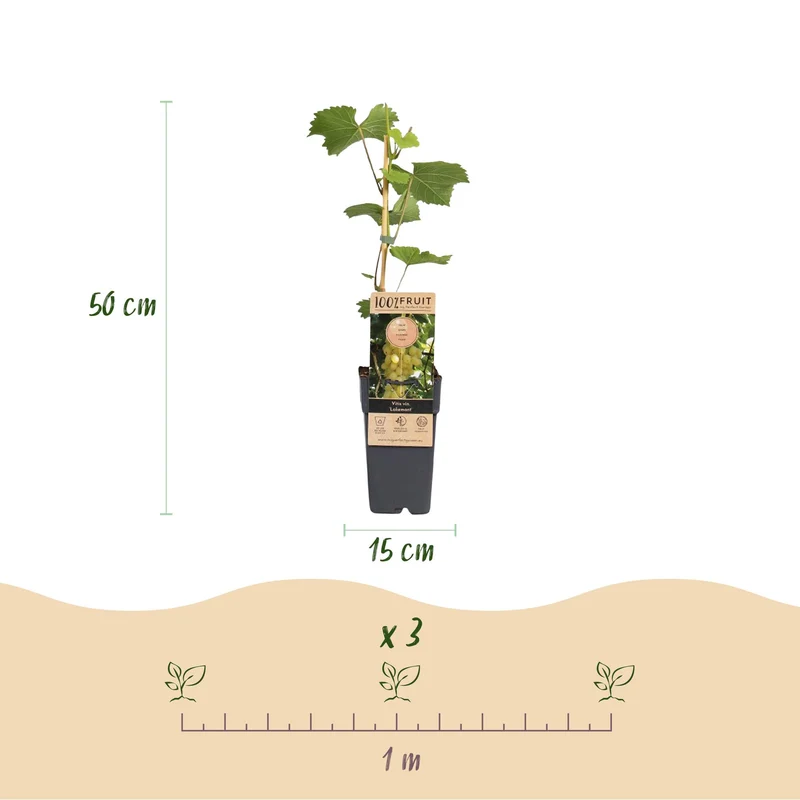 Vitis vinifera 'Lakemont' – Weintraube kernlos | 2 Pflanzen | Topf 15 cm