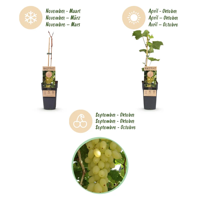 Vitis vinifera 'Lakemont' – Weintraube kernlos | 2 Pflanzen | Topf 15 cm