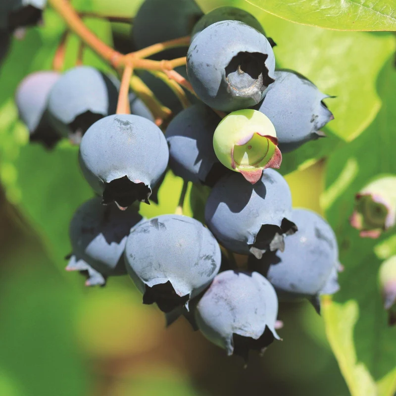 Vaccinium corymbosum 'Bluecrop' – Heidelbeere | 2 Pflanzen | Topf 15 cm