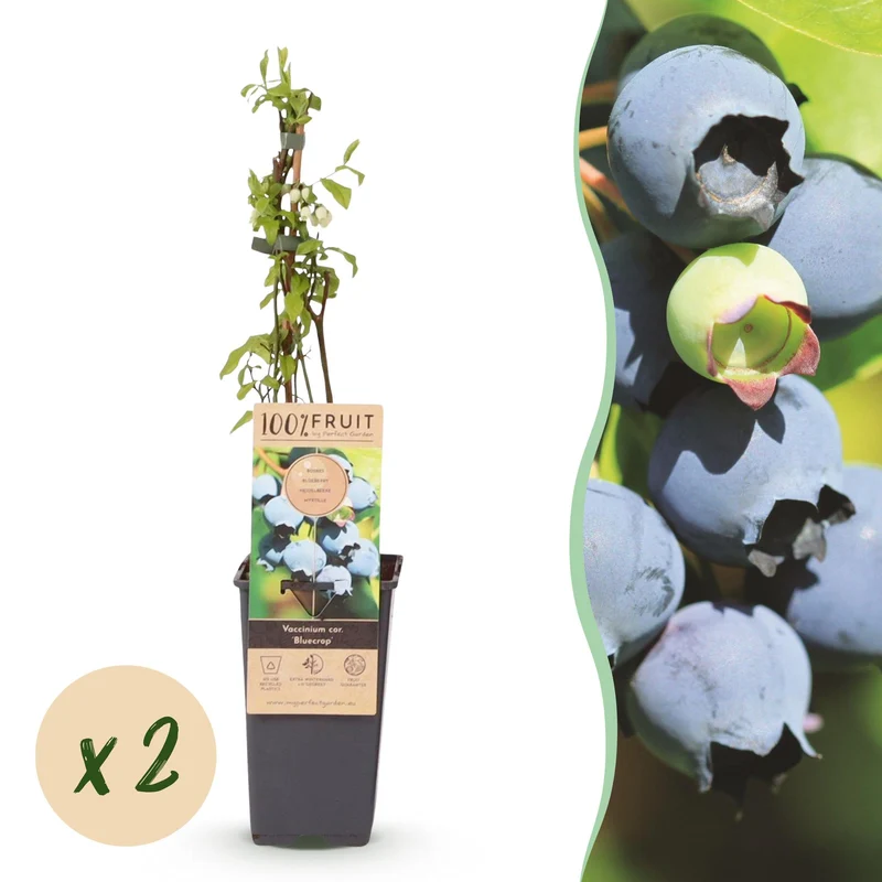 Vaccinium corymbosum 'Bluecrop' – Heidelbeere | 2 Pflanzen | Topf 15 cm