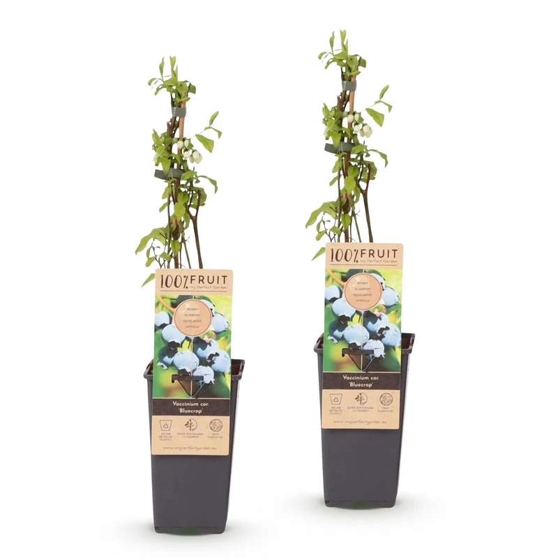 Vaccinium corymbosum 'Bluecrop' – Heidelbeere | 2 Pflanzen | Topf 15 cm