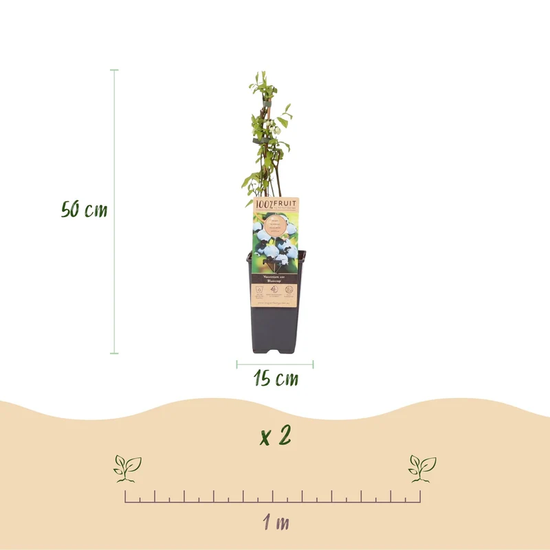 Vaccinium corymbosum 'Bluecrop' – Heidelbeere | 2 Pflanzen | Topf 15 cm