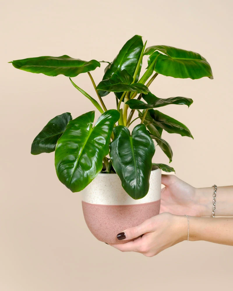 Philodendron 'Burle Marx' • feey