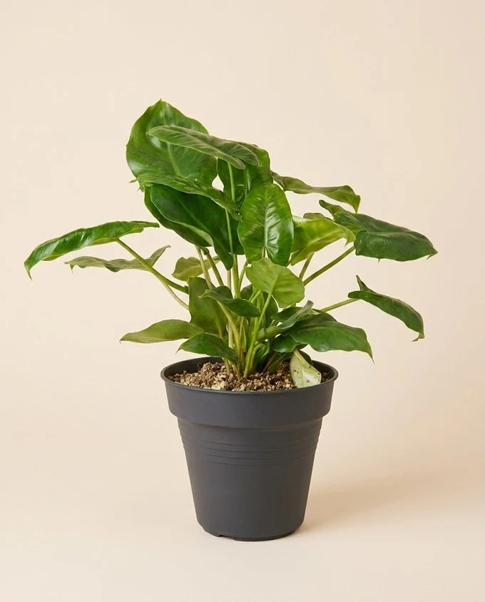 Philodendron 'Burle Marx' • feey