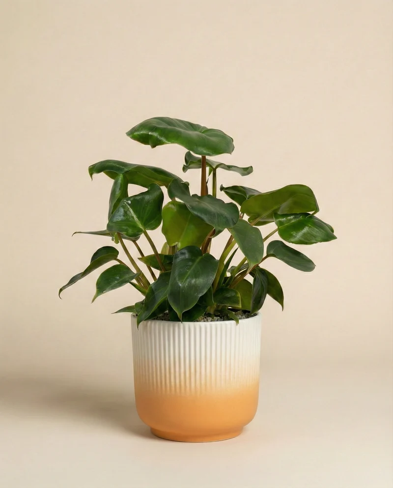 Philodendron 'Burle Marx' • feey