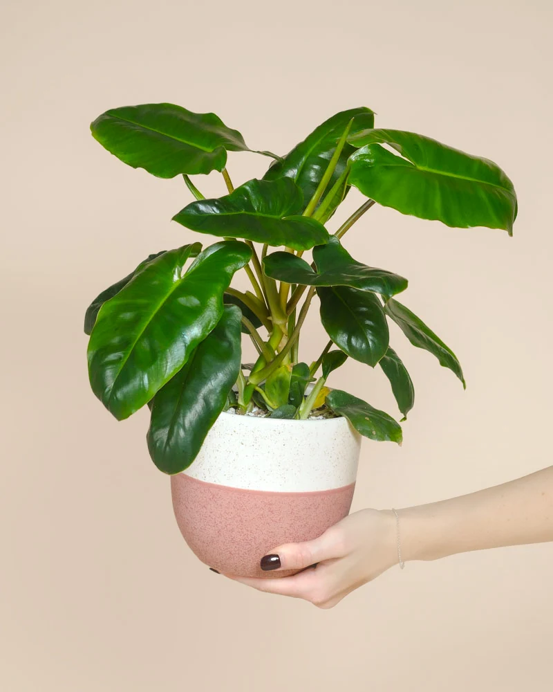 Philodendron 'Burle Marx' • feey