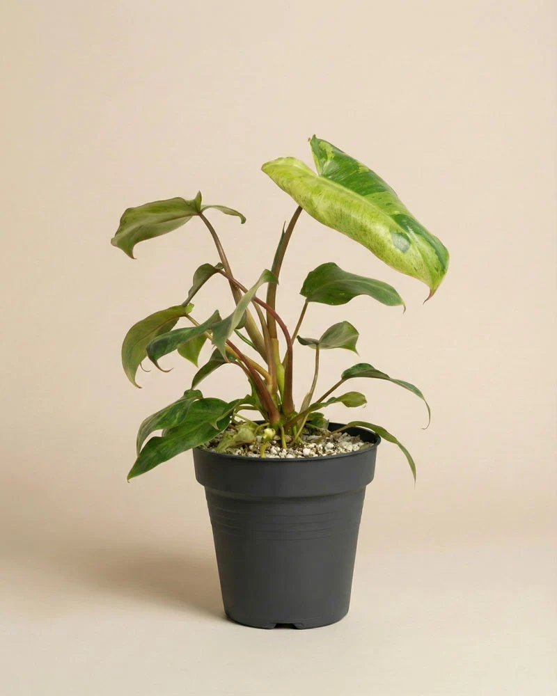 Philodendron 'Paraiso Verde' • feey