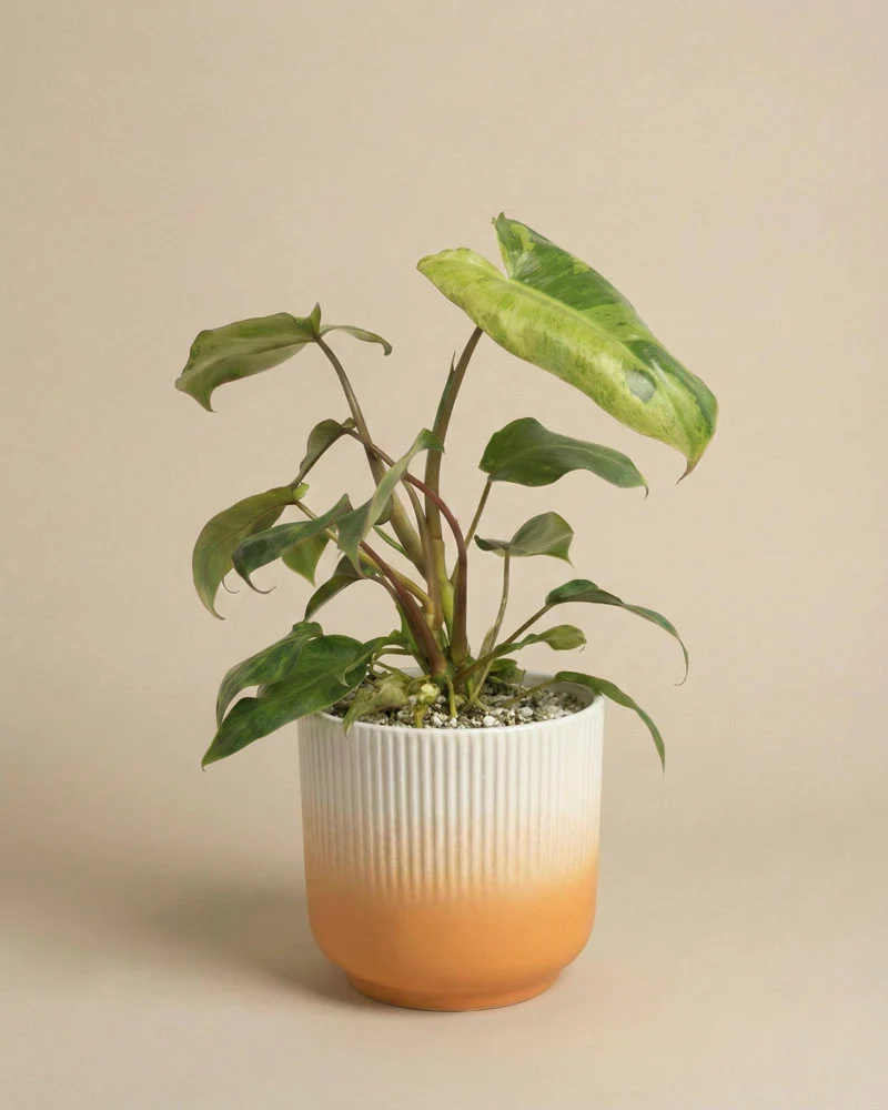 Philodendron 'Paraiso Verde' • feey