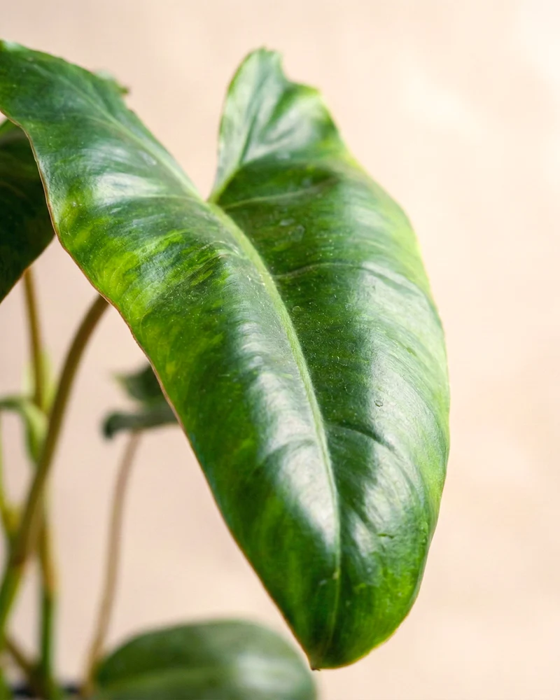 Philodendron 'Paraiso Verde' • feey