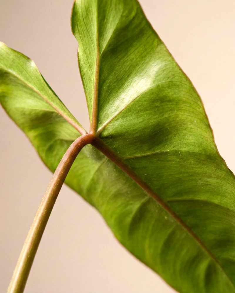 Philodendron 'Paraiso Verde' • feey