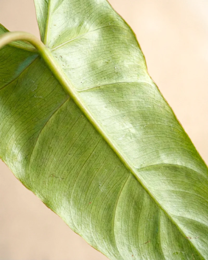 Philodendron 'Paraiso Verde' • feey