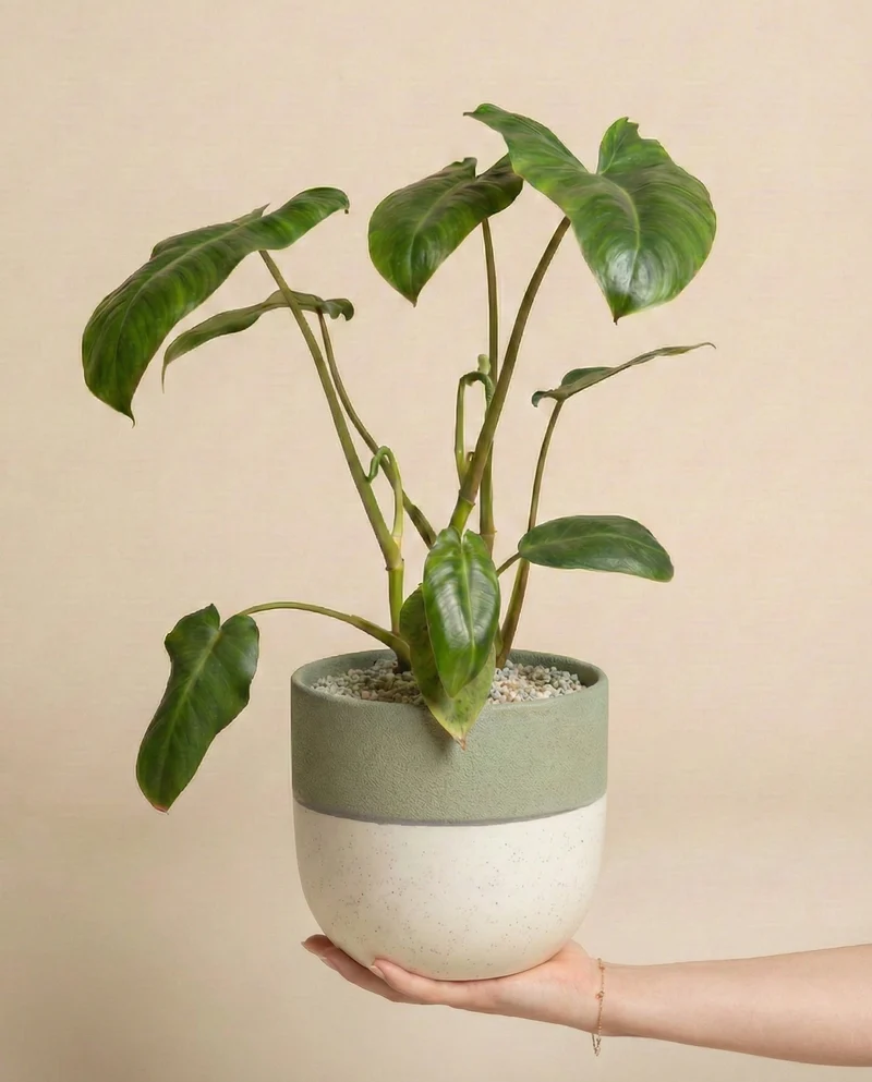 Philodendron 'Paraiso Verde' • feey