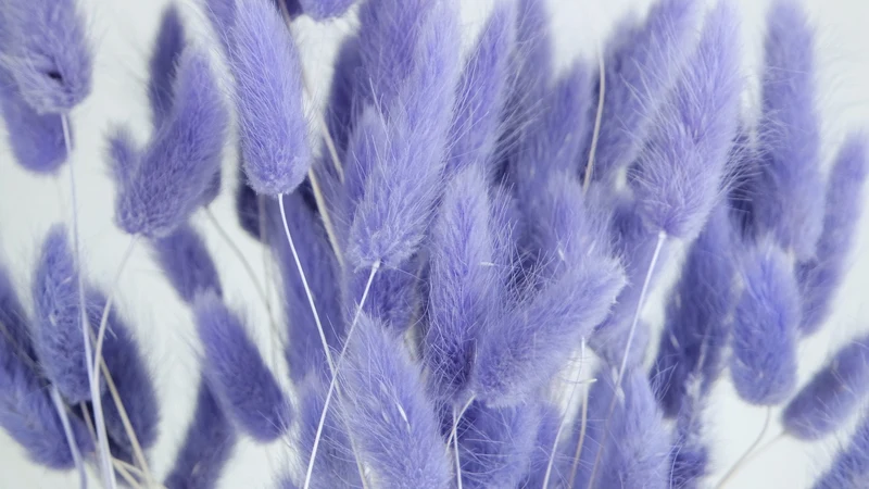 Lagurus getrocknet - 1 Bund - Violett