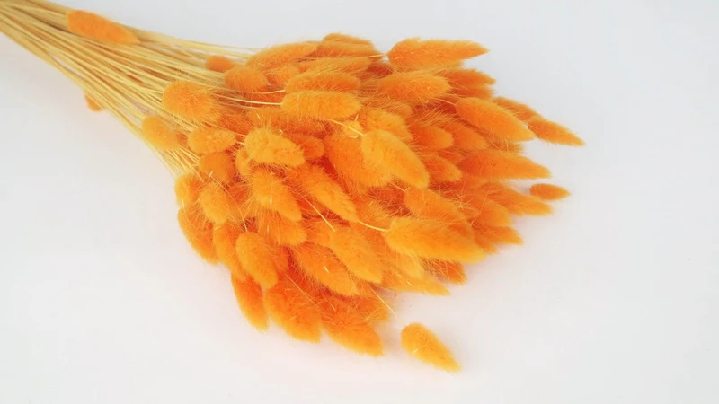 Lagurus getrocknet - 1 Bund - Mango