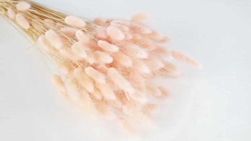 Lagurus getrocknet - 1 Bund - Porcelain pink