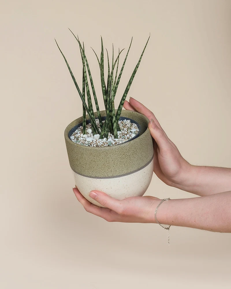 Sansevieria 'Mikado' • feey