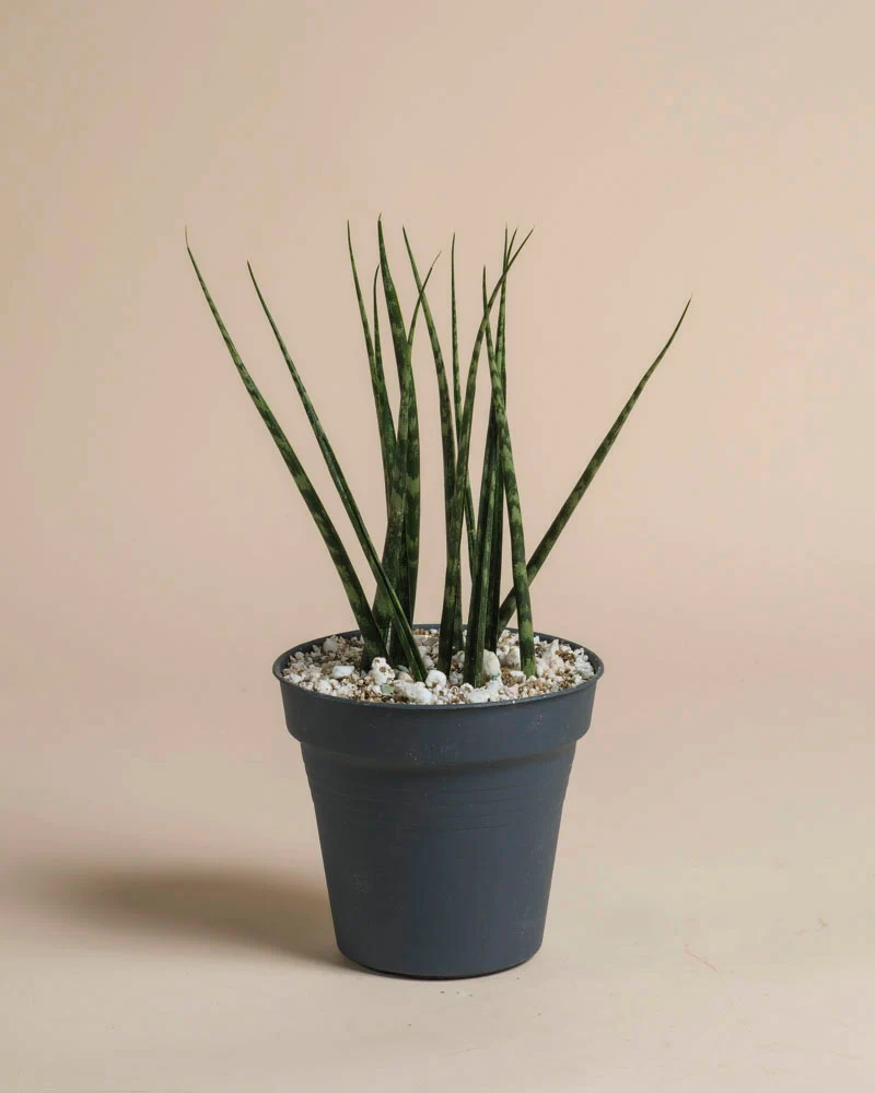 Sansevieria 'Mikado' • feey