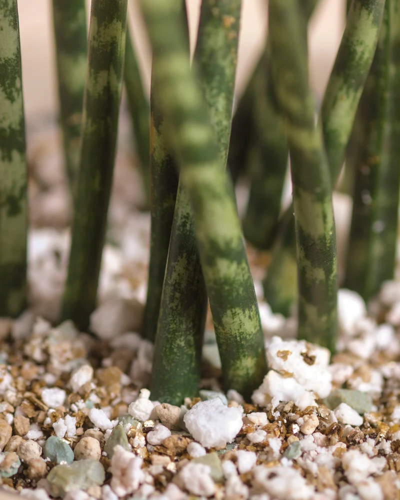 Sansevieria 'Mikado' • feey