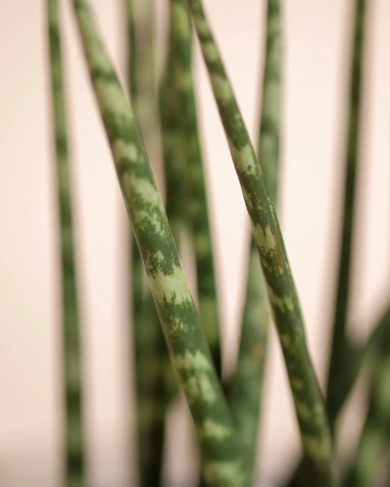 Sansevieria 'Mikado' • feey