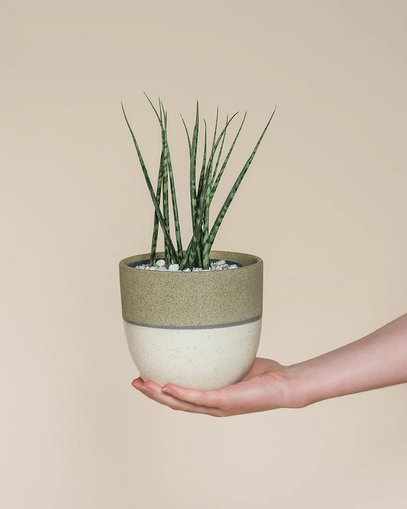 Sansevieria 'Mikado' • feey