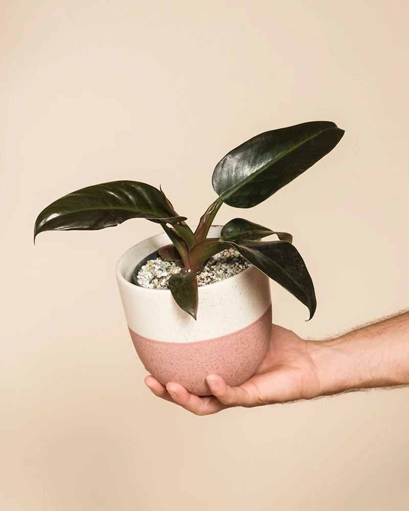 Philodendron 'Imperial Red' • feey