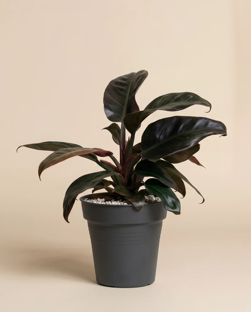Philodendron 'Imperial Red' • feey