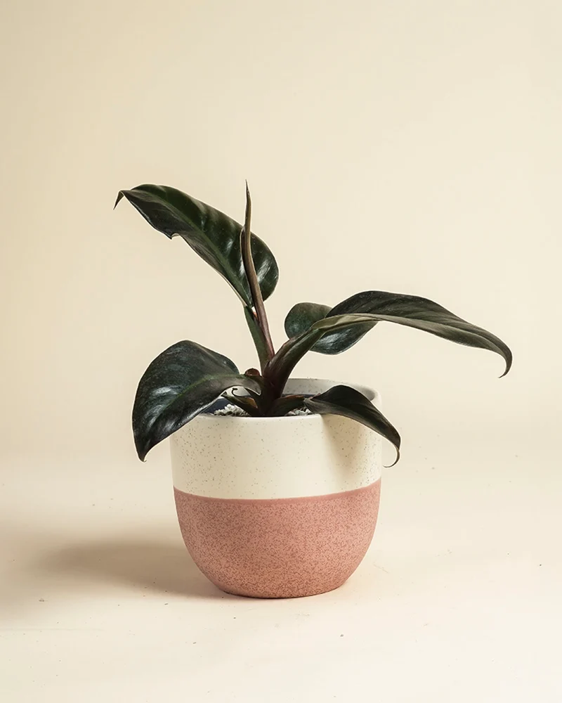 Philodendron 'Imperial Red' • feey