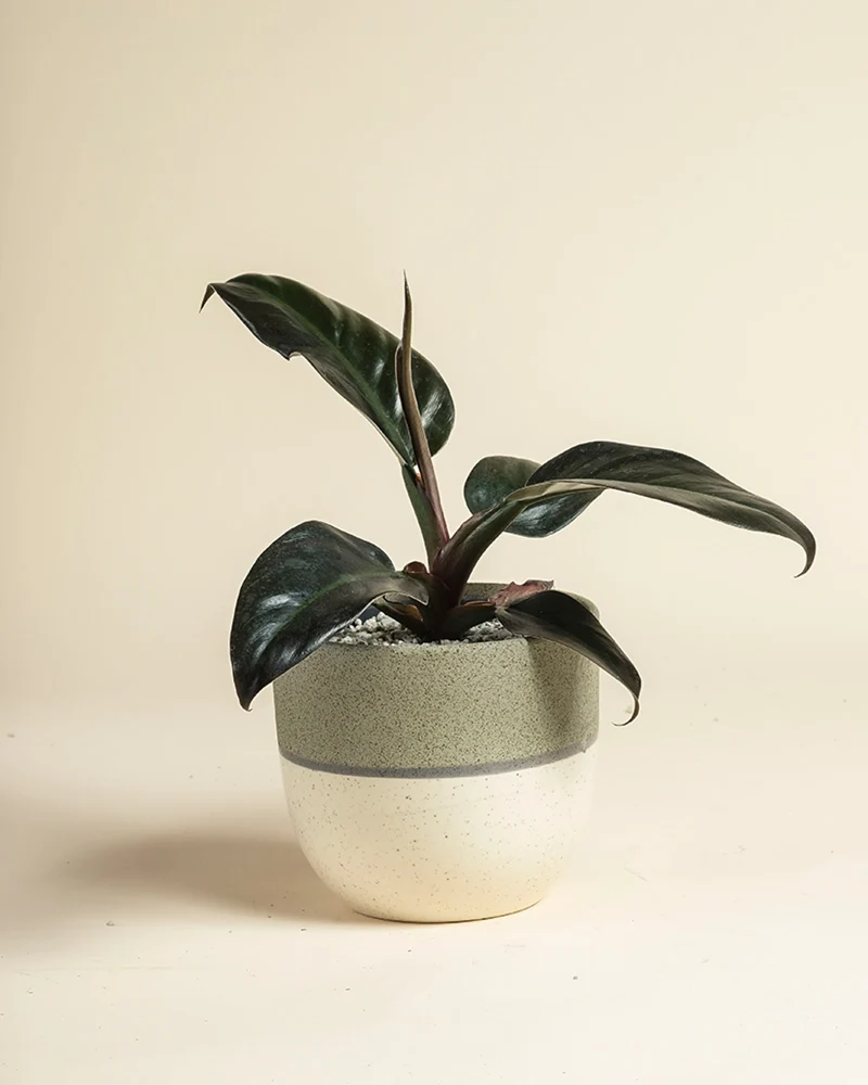 Philodendron 'Imperial Red' • feey