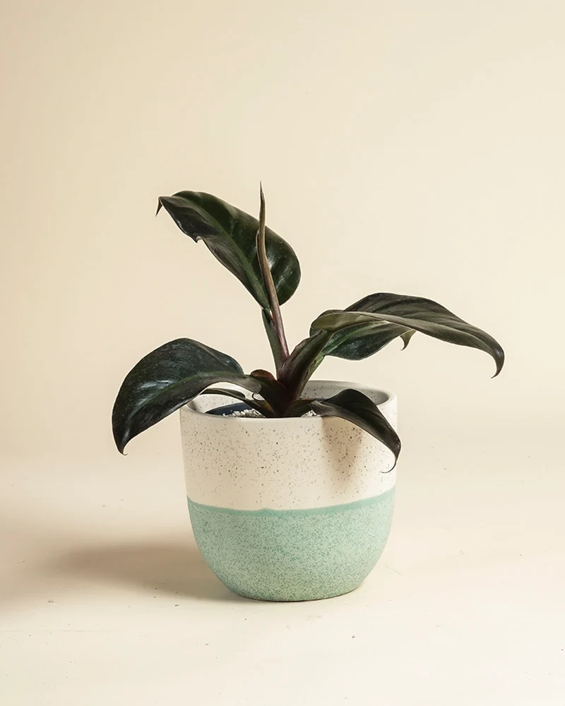 Philodendron 'Imperial Red' • feey