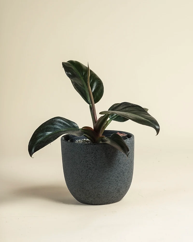 Philodendron 'Imperial Red' • feey