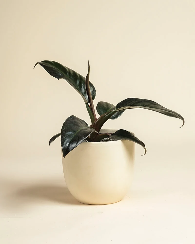 Philodendron 'Imperial Red' • feey
