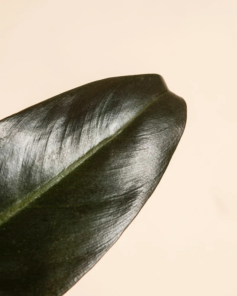 Philodendron 'Imperial Red' • feey