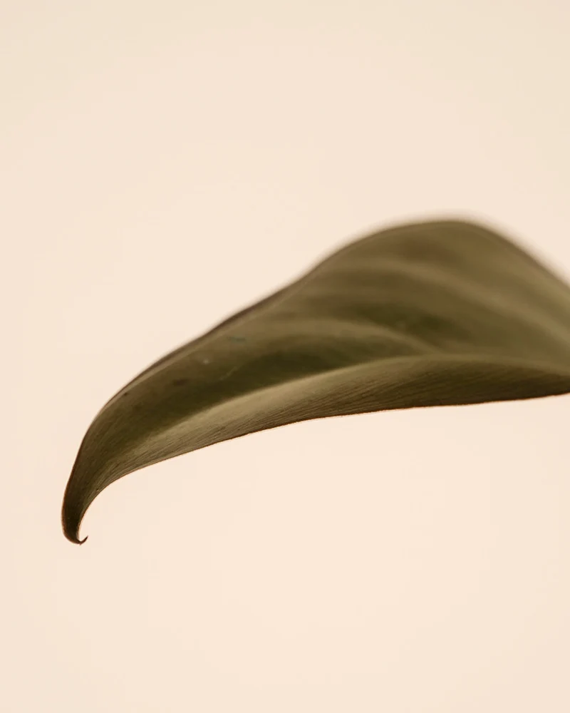 Philodendron 'Imperial Red' • feey