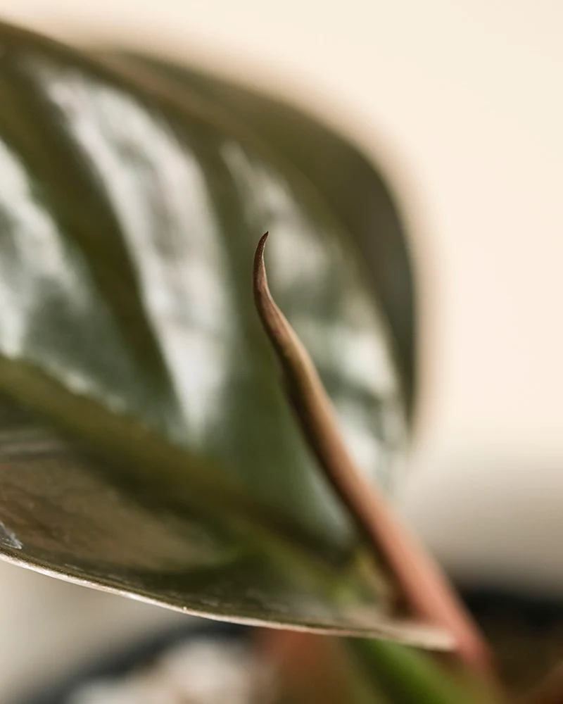 Philodendron 'Imperial Red' • feey