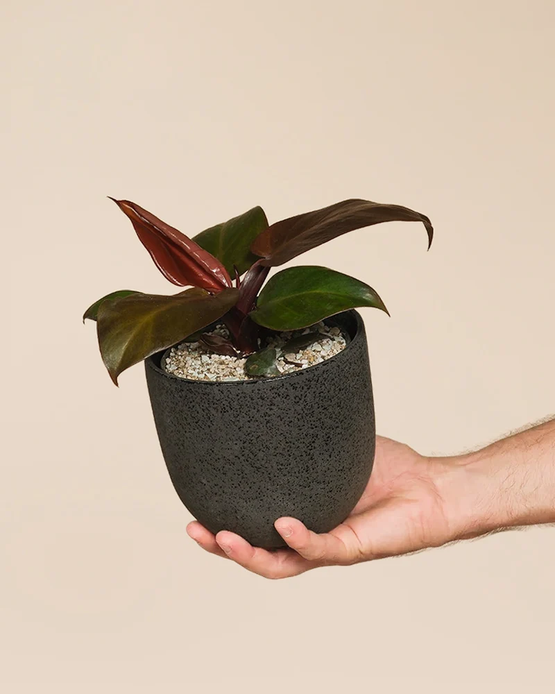 Philodendron 'Red Sun' • feey