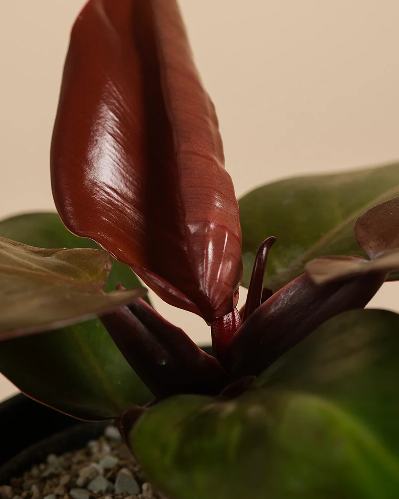 Philodendron 'Red Sun' • feey