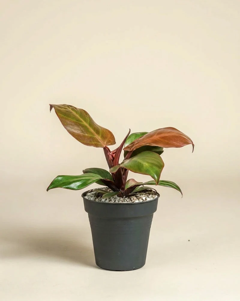 Philodendron 'Red Sun' • feey