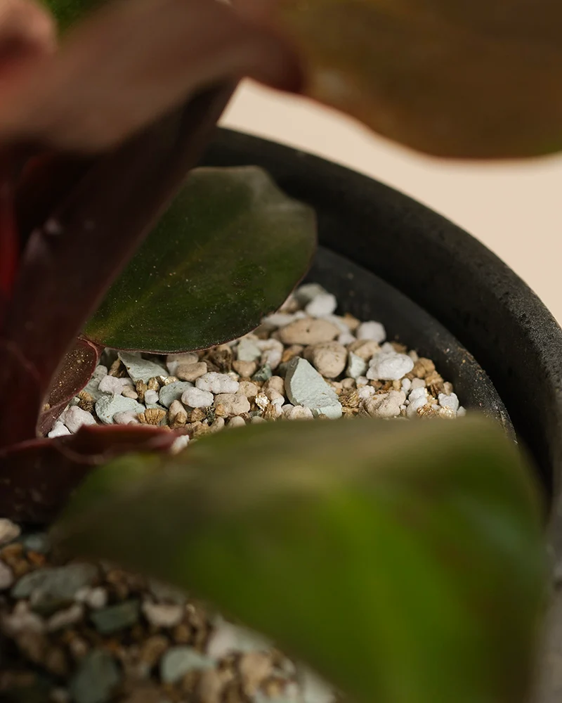 Philodendron 'Red Sun' • feey