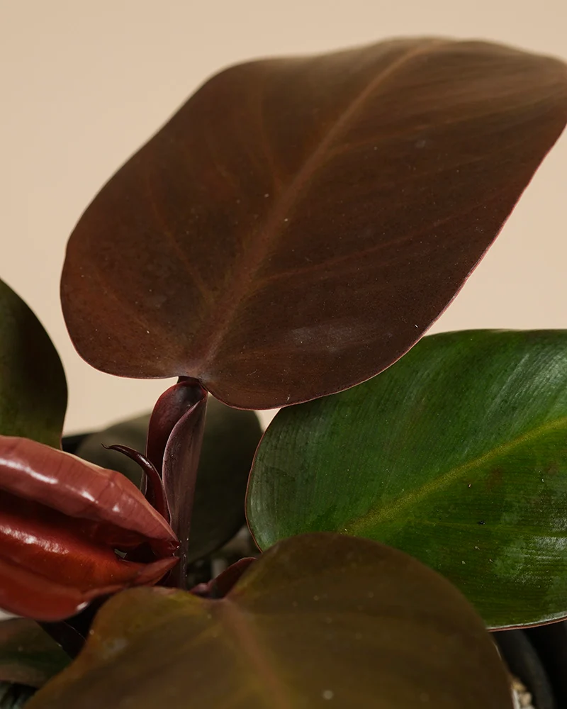 Philodendron 'Red Sun' • feey
