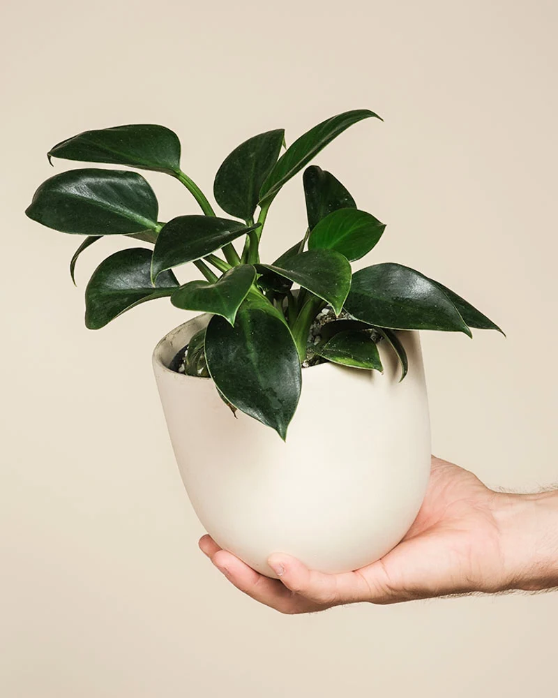 Philodendron 'Imperial Green' • feey