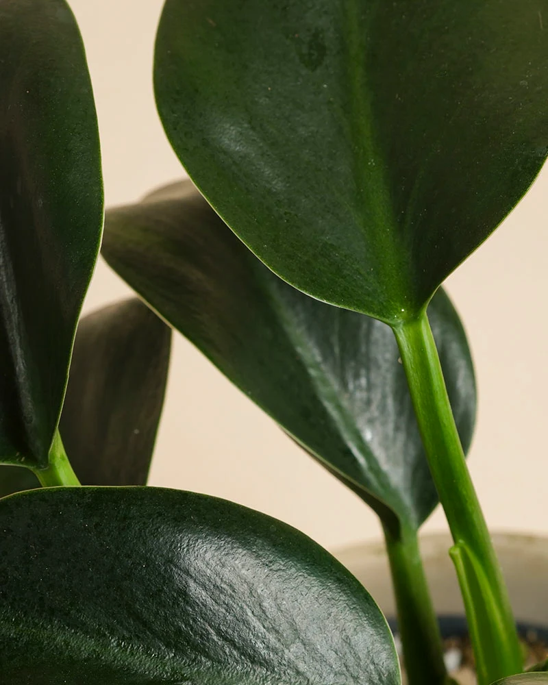 Philodendron 'Imperial Green' • feey
