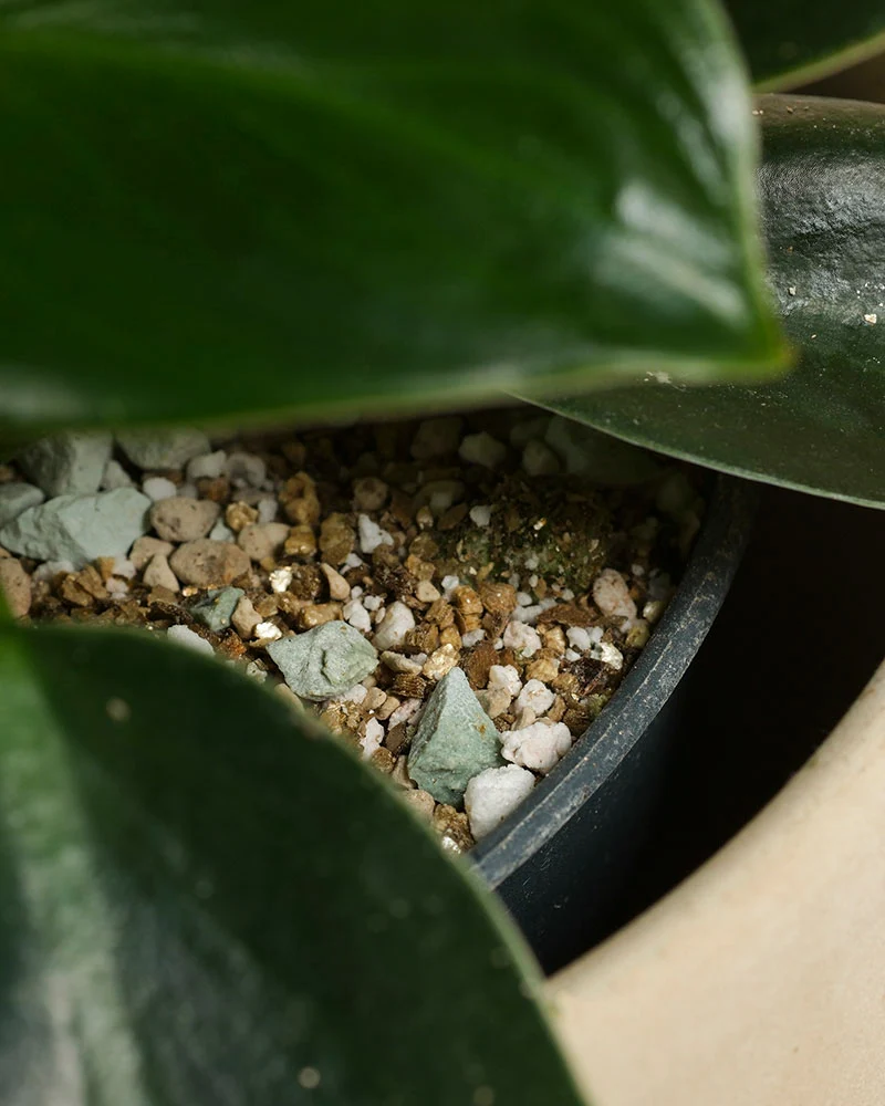 Philodendron 'Imperial Green' • feey