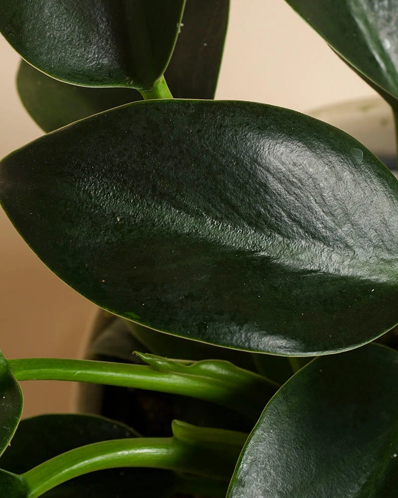 Philodendron 'Imperial Green' • feey