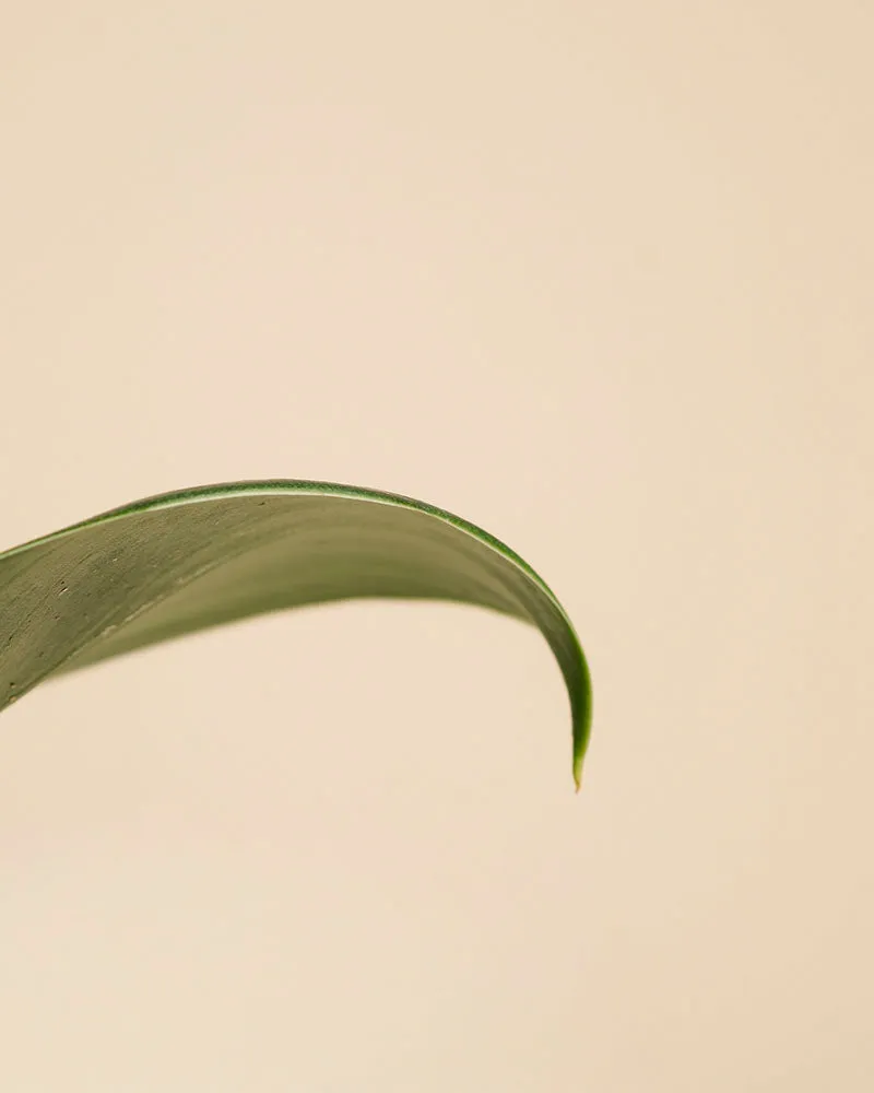 Philodendron 'Imperial Green' • feey