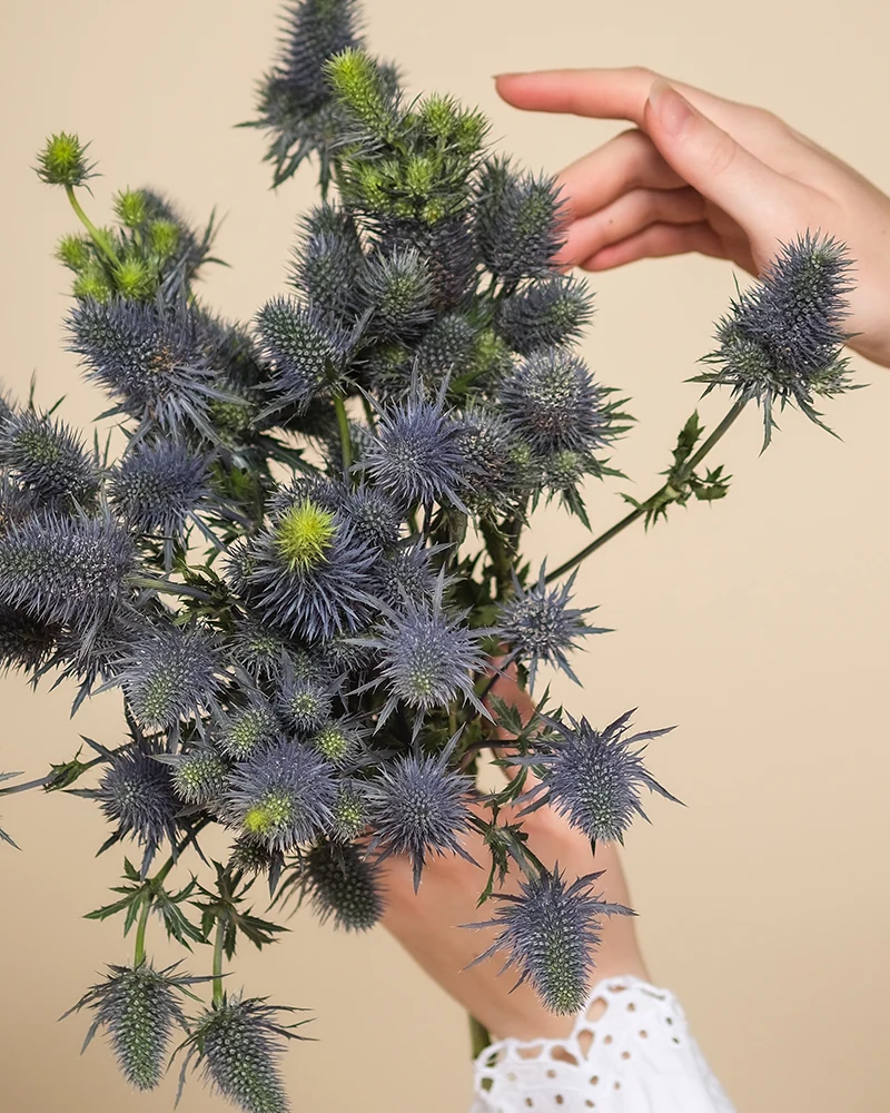 Edeldistel