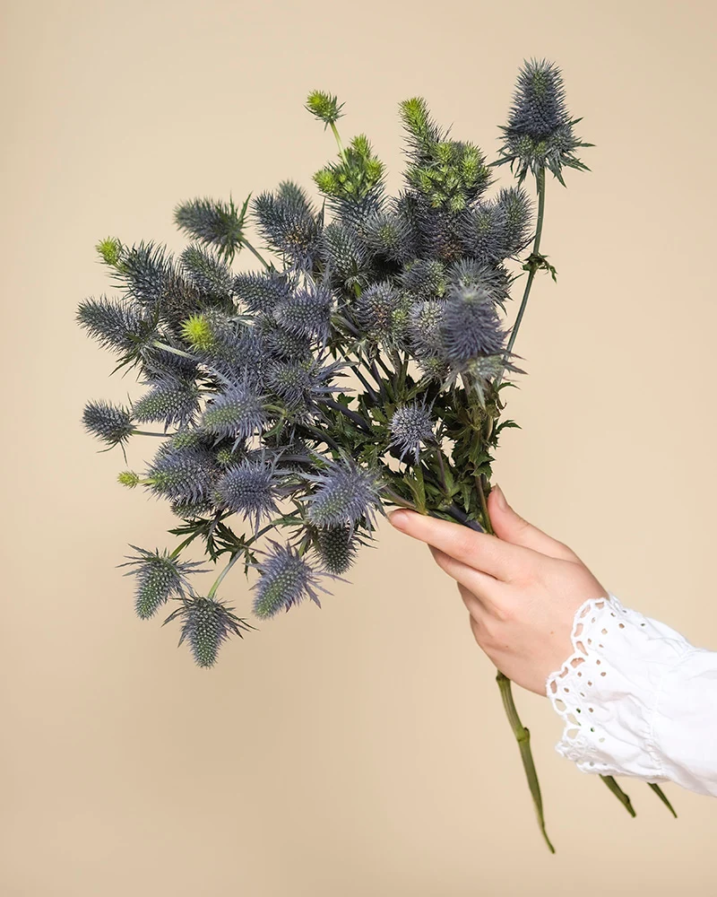 Edeldistel